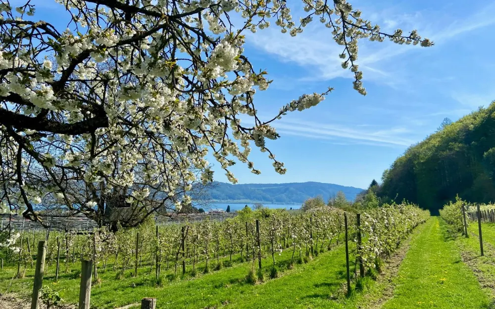 Obstwanderweg Bodman im Frühling