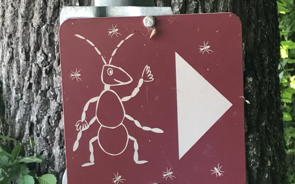 Mit Amalie durch den Wald