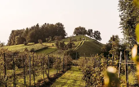 Hochbucher Drumlin („Entenberg“)