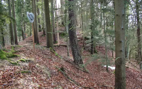 Burg Wildentierberg