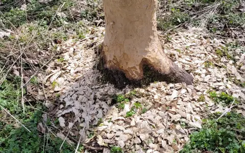Biberspuren Bära FHD