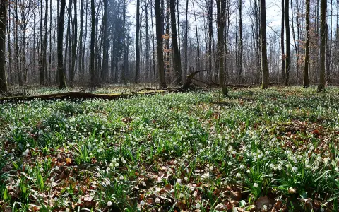 Schenkenwald