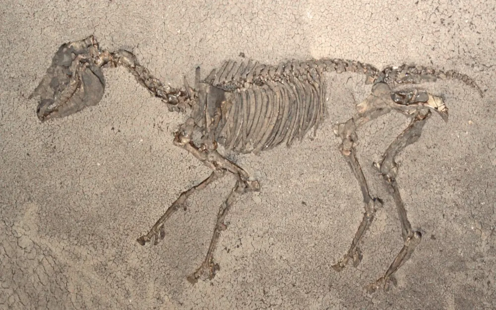 Hipparion Urpferd Fundstueck vom Vulkan Hoewenegg