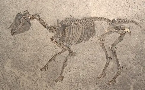 Hipparion Urpferd Fundstueck vom Vulkan Hoewenegg