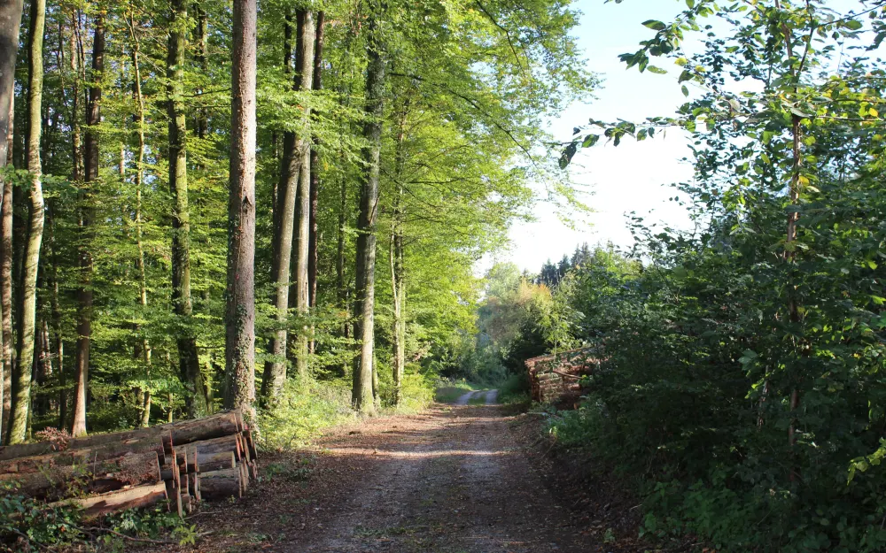 Hepacher Ried