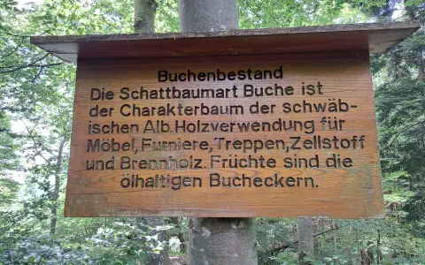Die Rot-Buche (Fagus sylvatica)