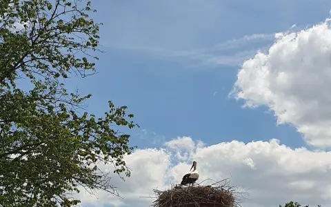 Storch am Affenberg