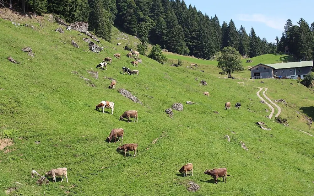 Klösterle Alpe