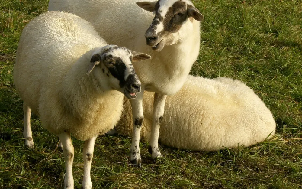 Schafe auf der Weide am Donauberglandweg