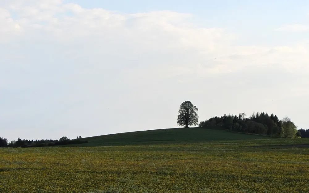 Wachbühl
