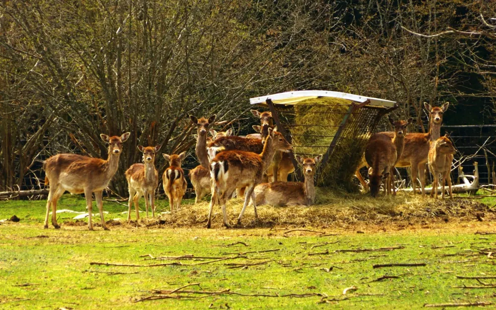 Wildgehege Kolbingen