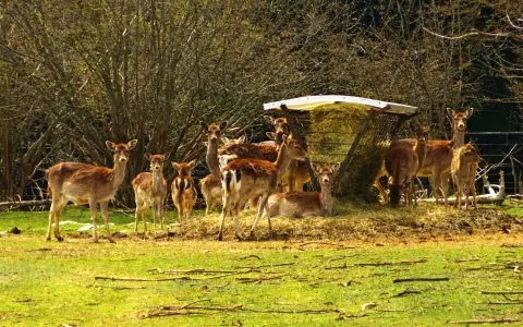 Wildgehege Kolbingen