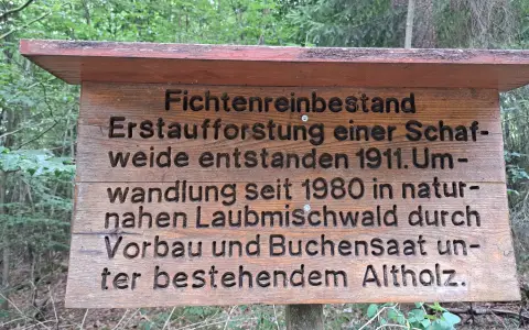 Die Fichte (Picea abies)