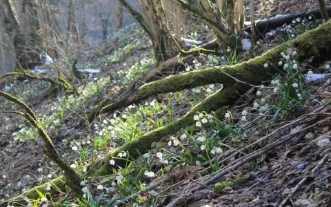 Hintelestal Maerzenbecher