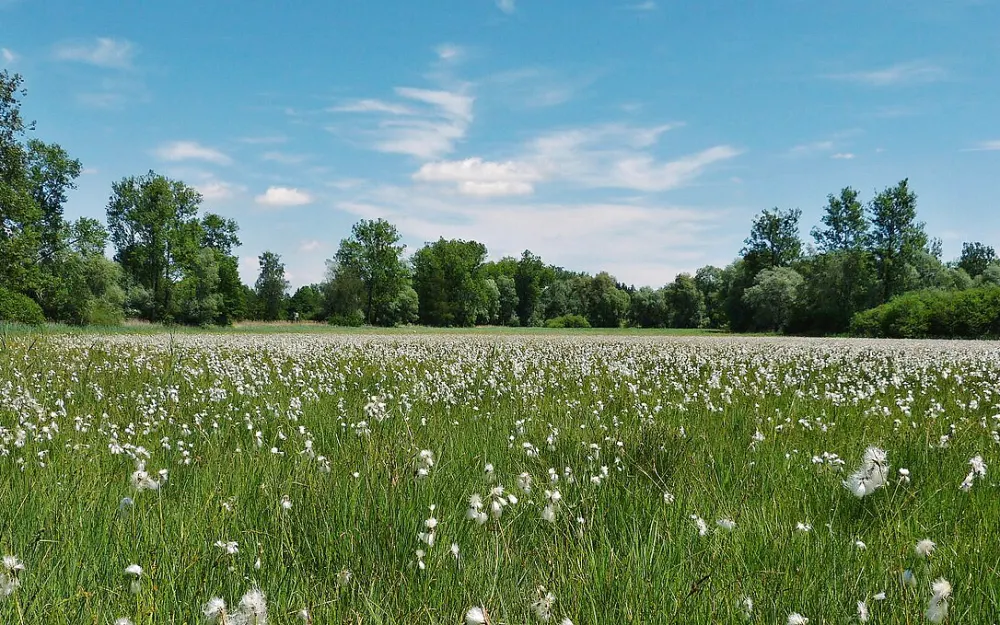 Altweiherwiese