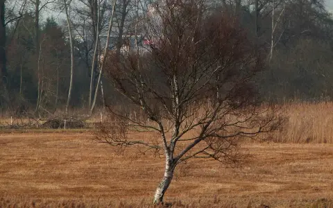 Dürbheimer Moos
