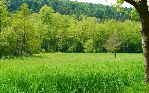Nördliches Mainauried