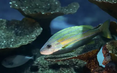Albaquarium
