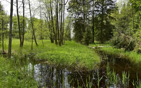 Lochmoos