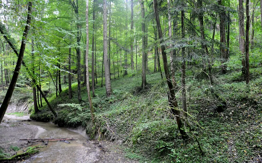 Schmalegger und Rinkenburger Tobel