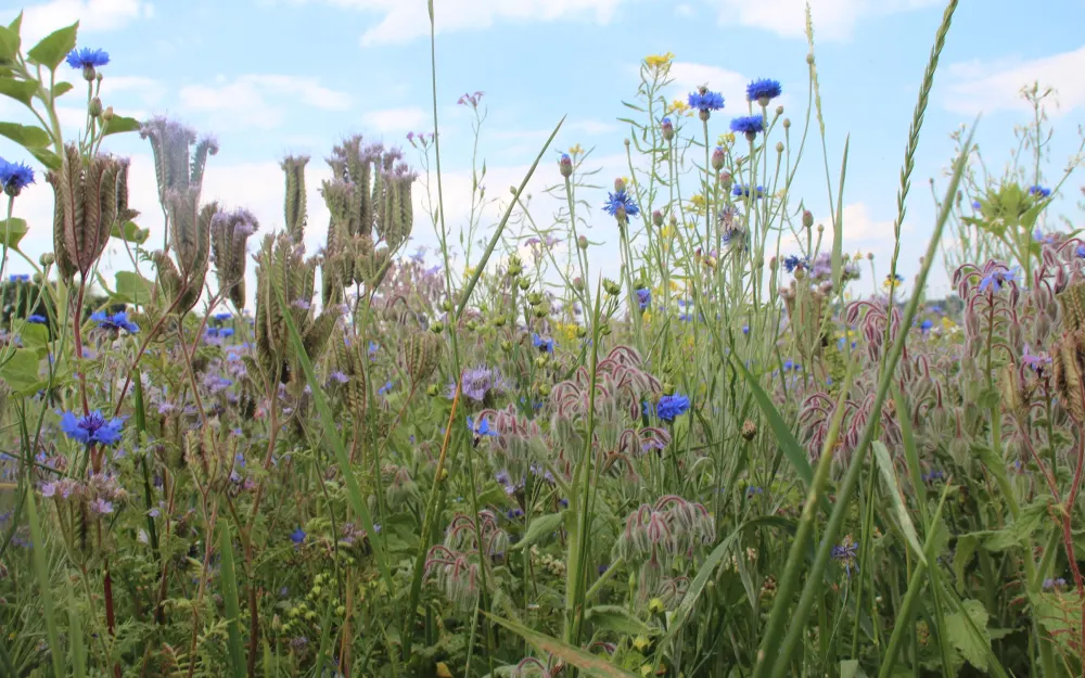 Blumenwiese
