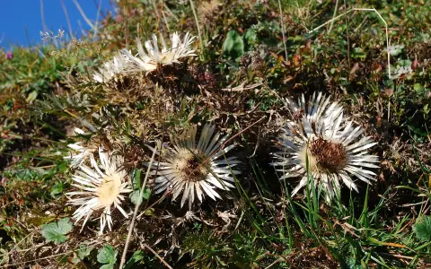 Silberdistel