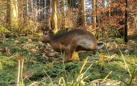 Der Waldläufer - Bogenparcours