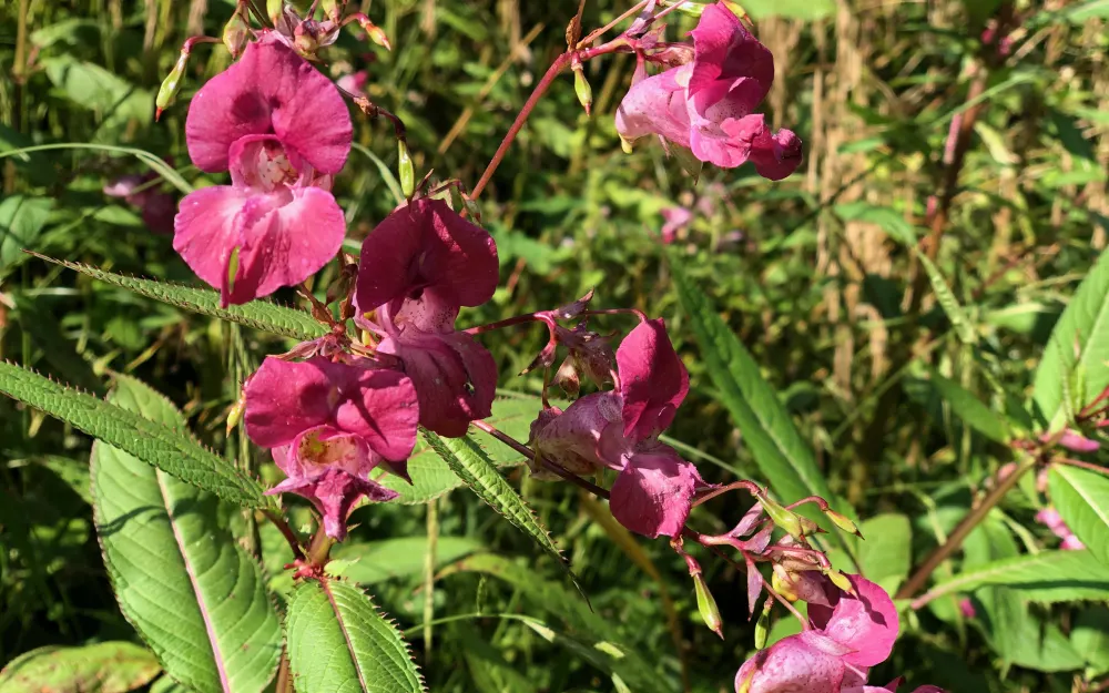 Blumen am Wegesrand