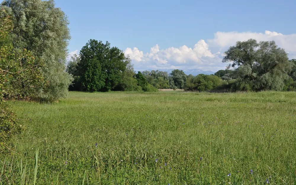 Eriskircher Ried