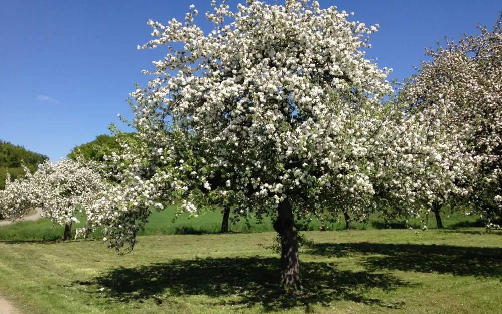 Blühender Baum