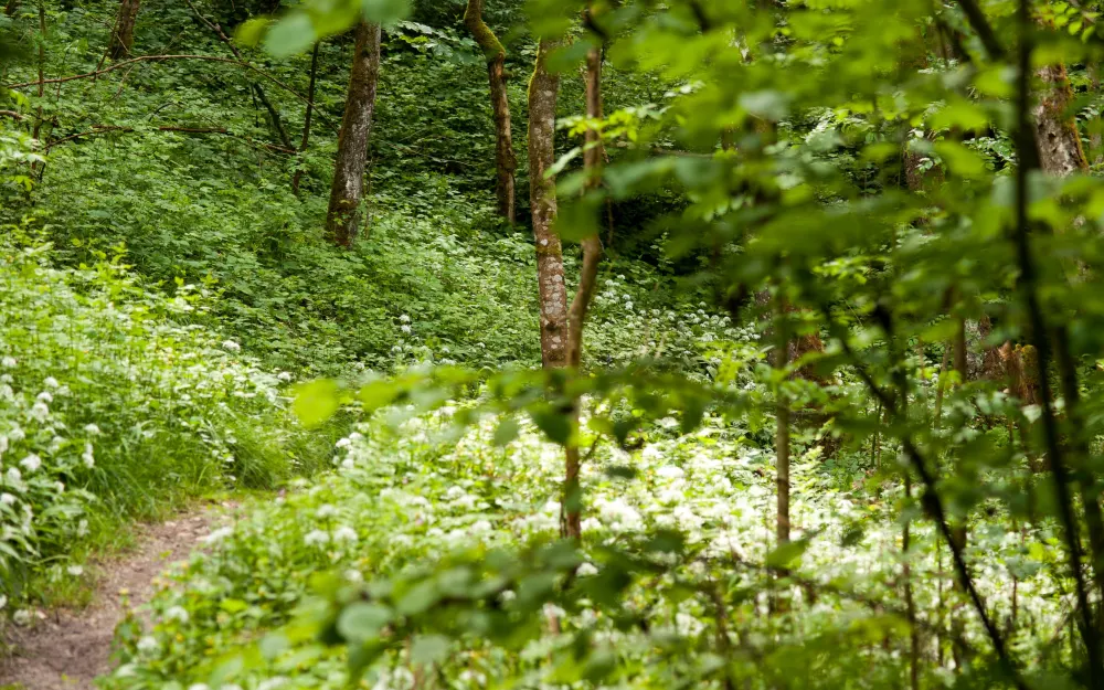 Klingenbachschlucht