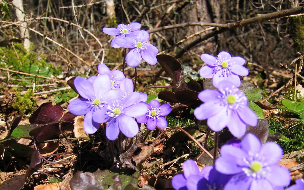 Leberblümchen