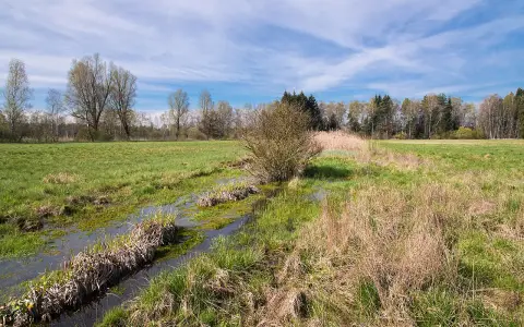 Wildes Ried