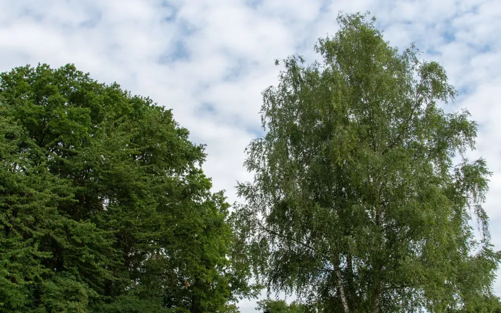 Eschenbühlhütte Wahlwies Grillplatz