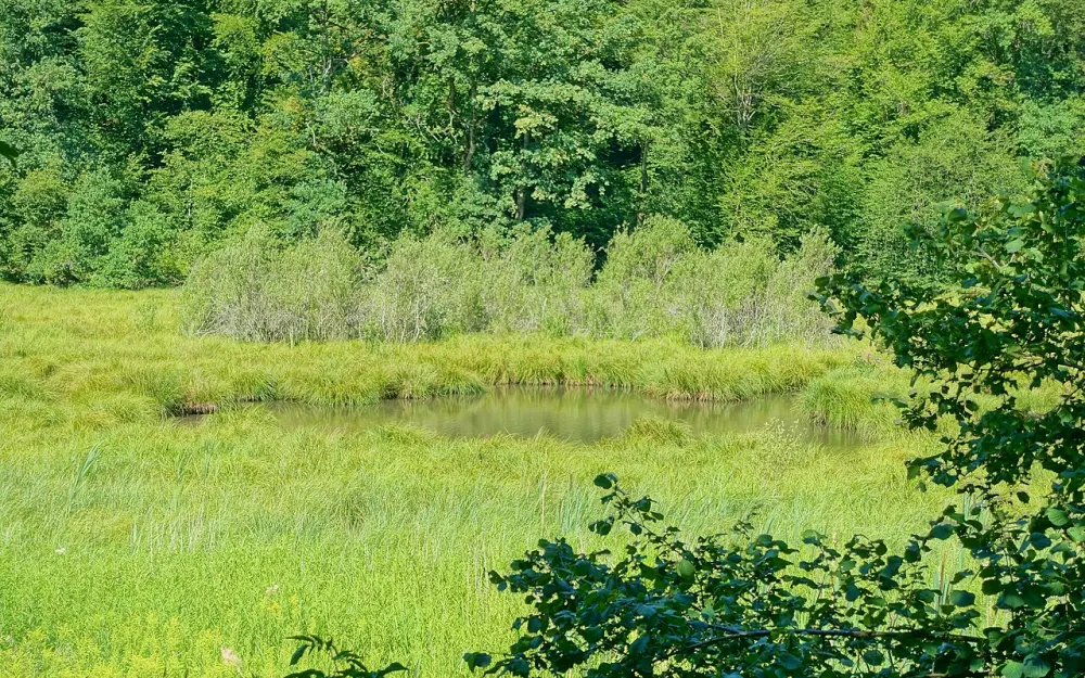 Wälder, Wiesen und Feuchtgebiete bei Jestetten
