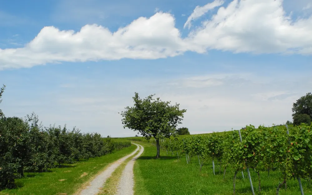 Geniesserweg Thomann