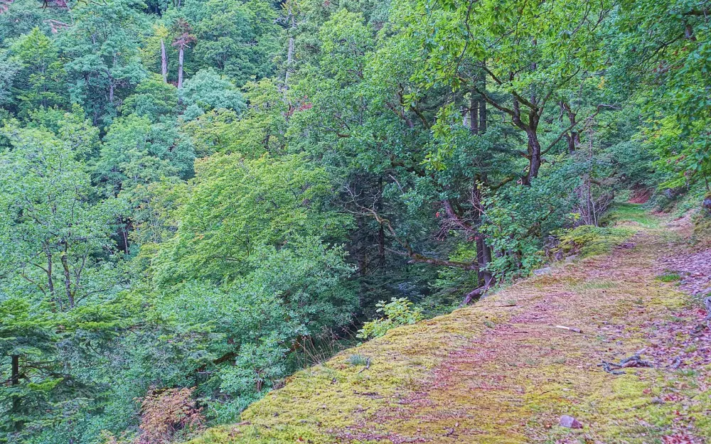 Schwarza-Schlücht-Tal