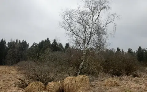 Taubenried