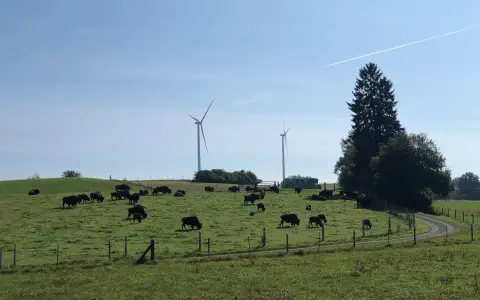 Bisons bei Straß