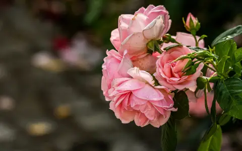 Rosen im Rosendorf 2021 D5I0937