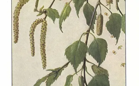 Die Birke (Betula pendula)