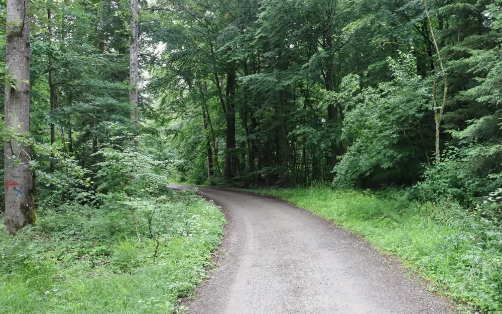 Waldspaziergang