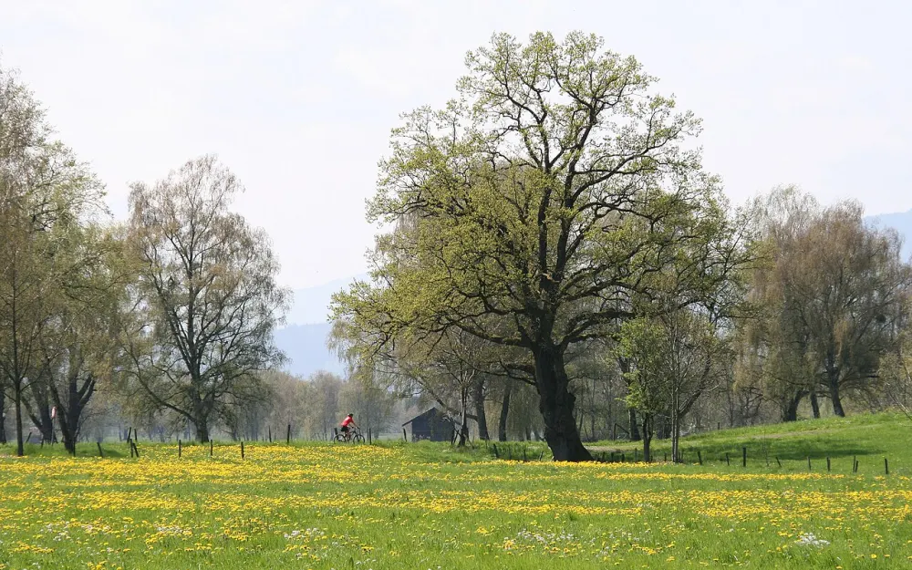 Lauteracher Ried