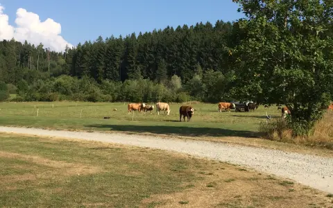 Kühe bei Zimmen u.d.B.