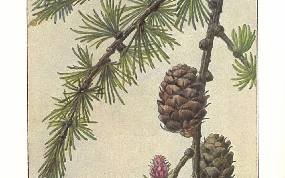 Die Lärche (Larix decidua)