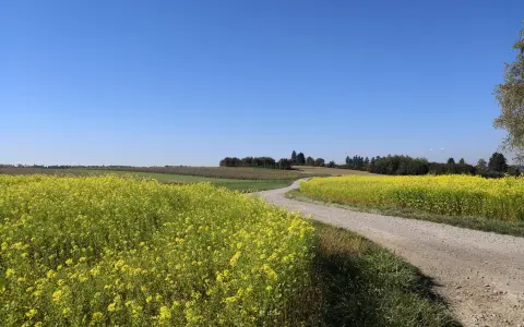 Ortsrundweg Kluftern Wiese