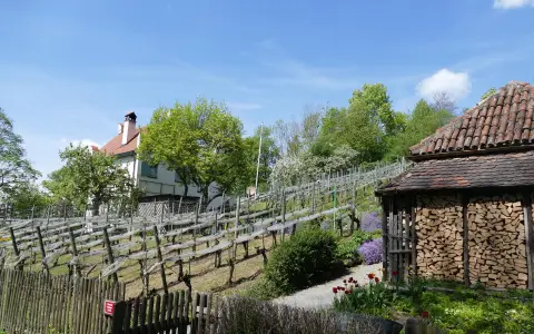 Rebgarten am Rauenegg