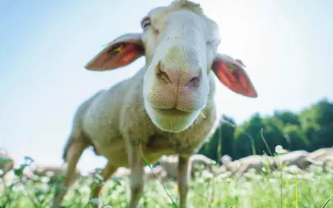 Schaf auf der Weide