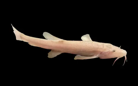 Der Höhlenfisch