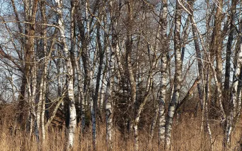 Bohlweiher